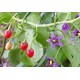 Solanum - Seeds
