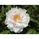 Paeonia -100g Approx.545 Seeds