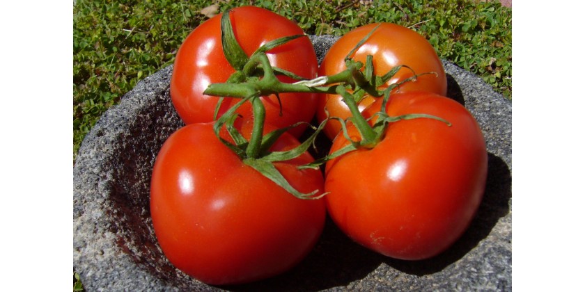 How to plant tomatoes-Part 2